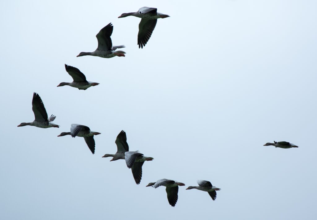 Birds migrating in V formation