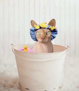 A sphinx cat in a bath bucket wearing a shower cap and with rubber ducks.